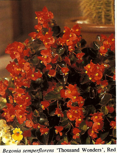 B. ‘Thousand Wonders Red’